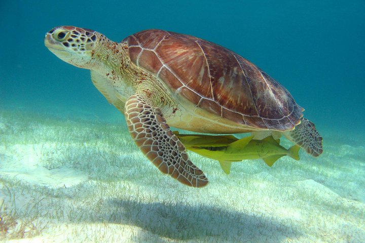 Cancun Extreme Local Adventure: Half-Day Sea Turtle Snorkel, Reef & Cenote Caves