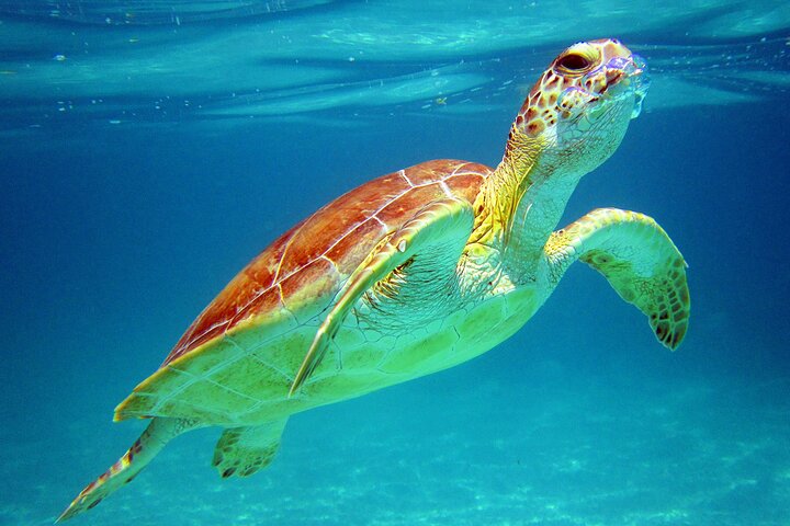 Aventura Local Extrema: Tortugas Marinas y Cenote con Recogida en tu Hotel | Concierge VIP