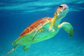 Aventura Local Extrema: Tortugas Marinas y Cenote con Recogida en tu Hotel | Concierge VIP
