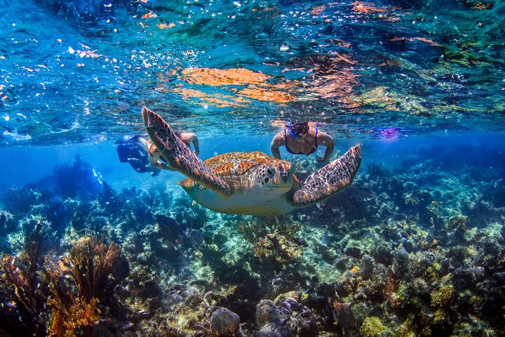 Aventura Local Extrema: Cenote Escondido, Snorkel con Tortugas y Almuerzo | Concierge VIP