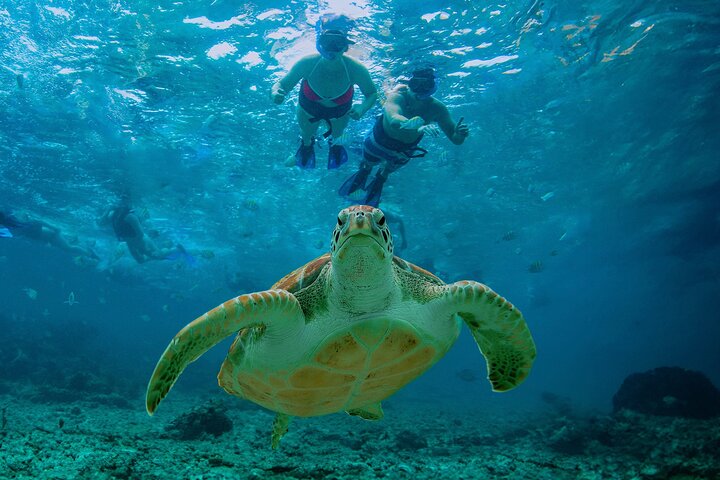 Cancun Extreme Local Adventure: Hidden Cenote Swim: Snorkeling, Sea Turtles and Beachside Lunch