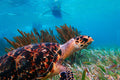 Reef Snorkeling in National Park from Cancun with Beachside Lunch | 2026 VIP Concierge