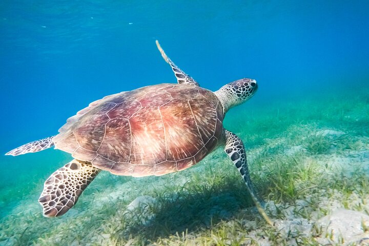 Cancun Extreme Local Adventure: Cancun: Sea turtles and Cenote Tour With Pick Up from your Hotel